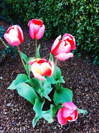 Close-up of pink rose