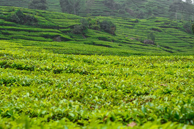 Scenic view of agricultural field