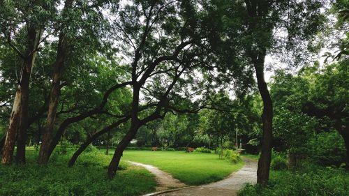 Scenic view of green landscape