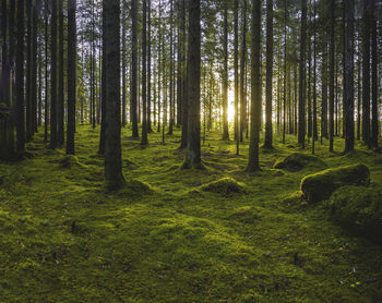 View of trees in forest