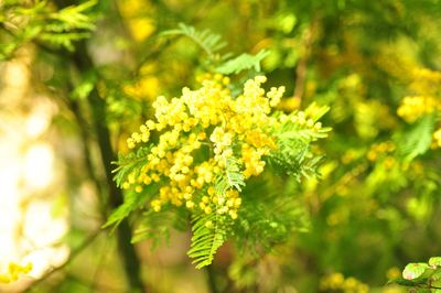 Close up of yellow flower