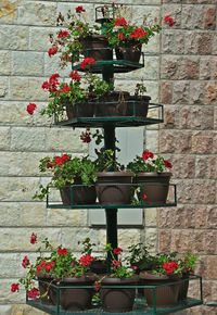 Potted plants against wall