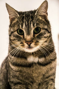 Close-up portrait of cat