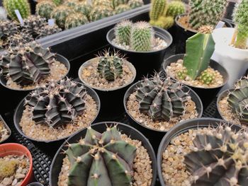 High angle view of succulent plants