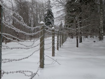 Frozen trees against sky during winter