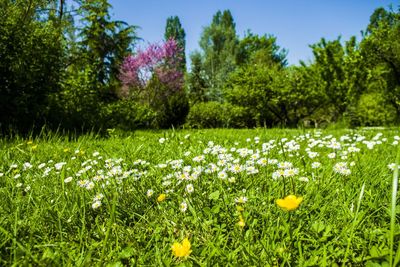 Flowers blooming in field