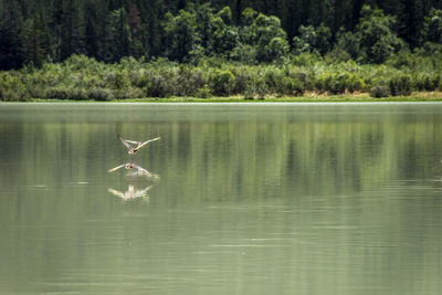 Bird flying over lake