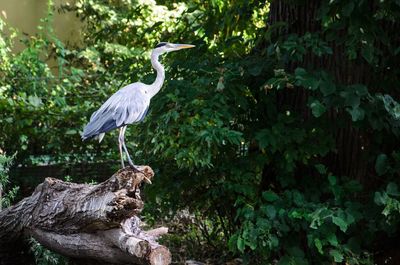 High angle view of gray heron perching on tree