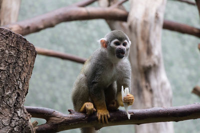 Low angle view of spider monkey eating on branch at zoo