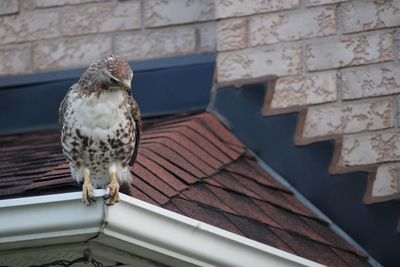 Close-up of bird perching on wall