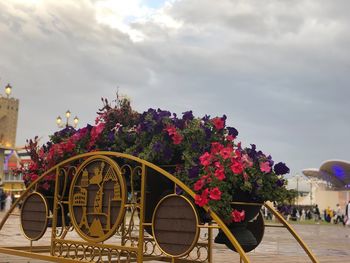 Pink flowering plants by building against sky