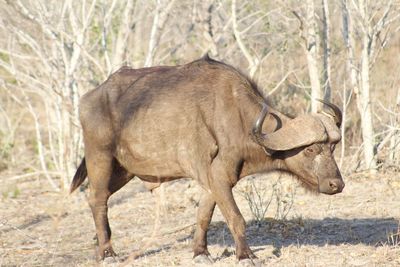 Side view of horse