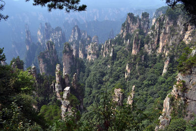 High angle view of trees in forest