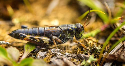 Small insect grasshopper on the yellow and green grass.