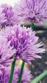 Close-up of purple flower blooming outdoors