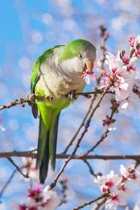 Bird perching on branch