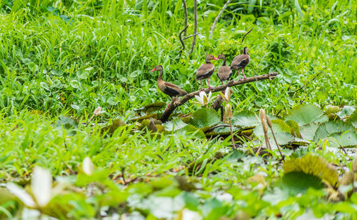 View of a bird on field