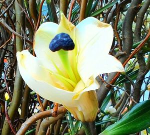 Close-up of yellow flower blooming outdoors