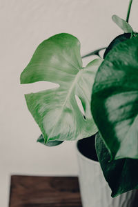 Close-up of white rose plant