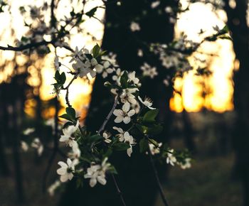 Close-up of white flowering plant