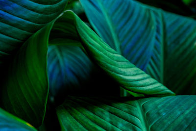 Close-up of green leaves