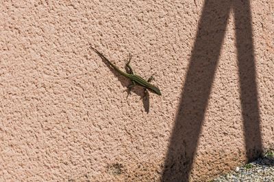 High angle view of lizard on wall