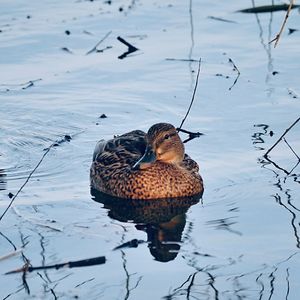 Bird perching on a lake