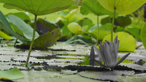 Close-up of lotus lily leaves floating on water