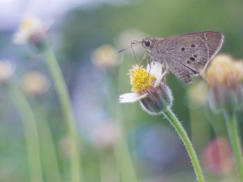 Close-up of butterfly pollinating on flower