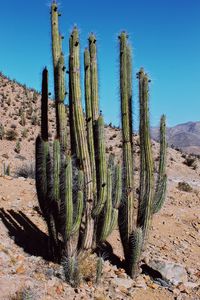 Cactus growing in desert against clear sky