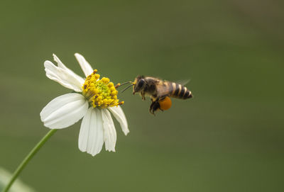 Close-up of bee pollinating on flower