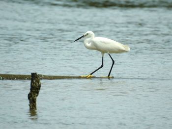 Gray heron perching on lake