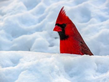 Close-up of bird perching on snow