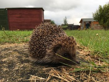 Side view of porcupine against cloudy sky