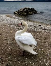 Swan standing on a lake