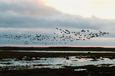 Flying barnacle geese, reflection in water. migratory birds.