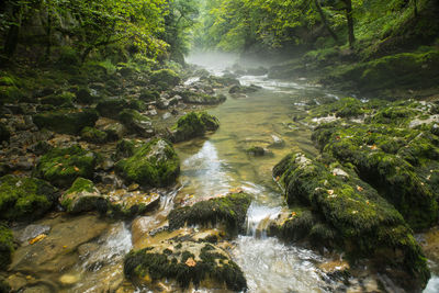 High angle view of trees in forest