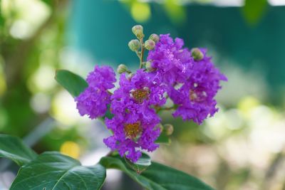 Close-up of purple flowering plant