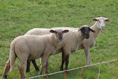 Portrait of sheep on field