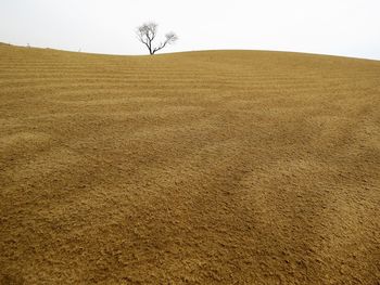 Scenic view of field against clear sky