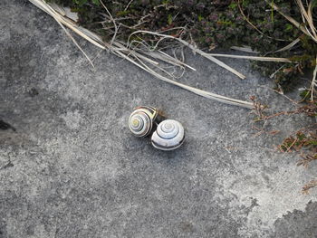 Close-up high angle view of snail