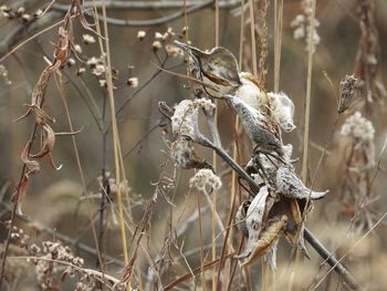 Close-up of a bird perching on branch