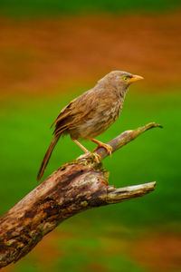 Close-up of bird perching on branch