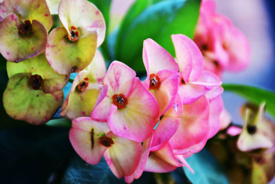 Close-up of insect on pink flowering plant