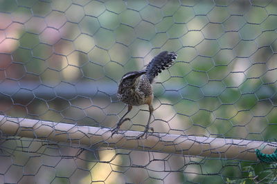 Close-up of bird perching on chainlink fence