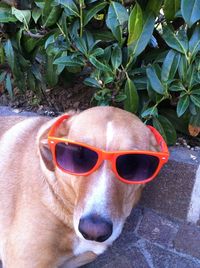 Dog on sunglasses
