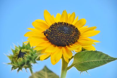 Close-up of sunflower against sky