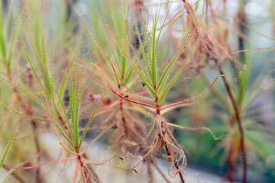 Close-up of plant