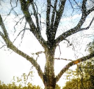 Low angle view of tree against sky