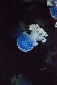 Jellyfish swimming in sea